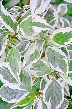 Ddecorative garden shrub branches with green and white bicolored leaves