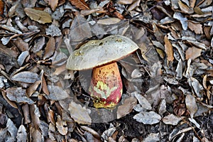 Ddevil`s bolete, Boletus satanas mushroom