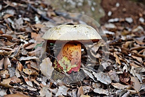 Ddevil`s bolete, Boletus satanas mushroom