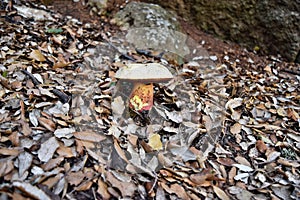 Ddevil`s bolete, Boletus satanas mushroom