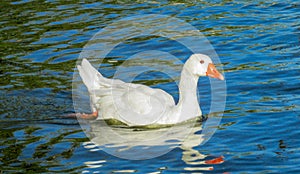 Dduck bird swims in blue water lake