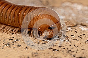 Ddult Millipede Arthropod