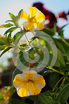 De belles petites fleurs jaune et blanche photo