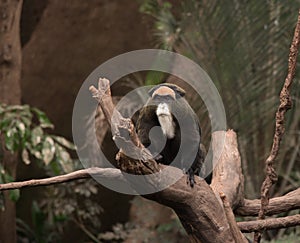 A De Brazza Monkey photo