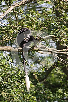 De Brazza monkey eating in treetops Cercopithectus neglectus photo