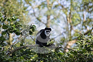 De Brazza monkey eating in treetops Cercopithectus neglectus