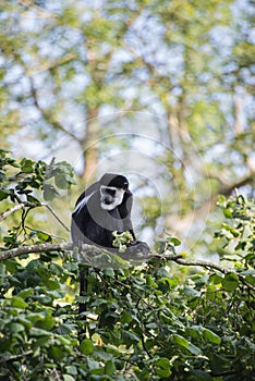 De Brazza monkey eating in treetops Cercopithectus neglectus