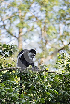 De Brazza monkey eating in treetops Cercopithectus neglectus