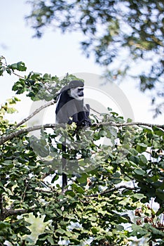 De Brazza monkey eating in treetops Cercopithectus neglectus