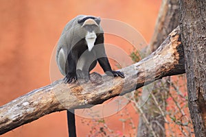 De Brazza monkey photo