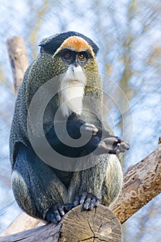 De Brazza`s monkey