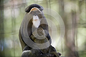 De Brazza's Monkey