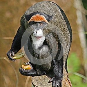 De Brazza's Monkey