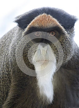 De Brazza's Monkey