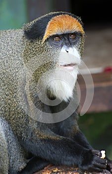 De Brazza's Monkey