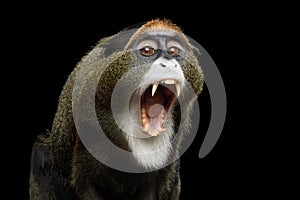 De Brazza`s Monkey