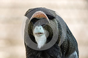 De Brazza`s Monkey, an attractive primate with distinctive fur