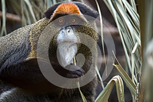 The De Brazza`s monkey, Cercopithecus neglectus