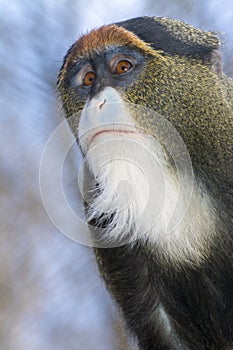 De Brazza`s monkey