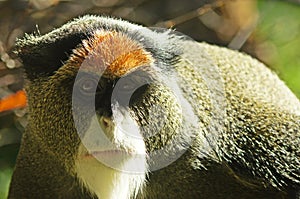 De Brazza's Monkey