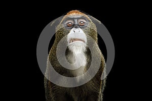 De Brazza`s Monkey