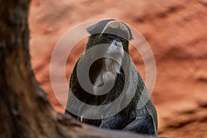 De Brazza\'s monkey, sitting on tree branch in dark tropical forest. Detail portrait of cute mammal, Cong