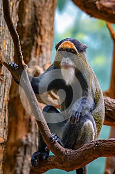 De Brazza's Monkey sitting on a tree photo