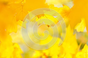 De-focused, blurred image of yellow maple leaves, autumn blur background, texture