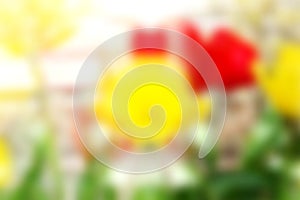 De focused Colorful spring tulip flower background