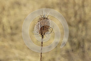 De-focused focus on one dry thistle flower.Natural background with CÃ¡rduus flower