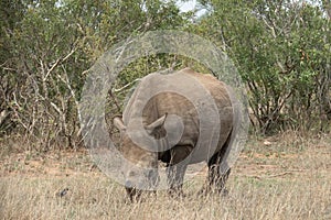 A de-horned white rhinoceros - Ceratotherium simum - grazing in the bushveld. Location: Kruger National Park, South Africa