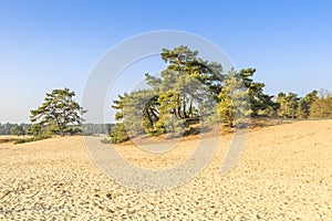 De Loonse en Drunense Duinen  form one of the largest living sand drifts of Europe photo