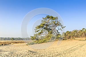De Loonse en Drunense Duinen  form one of the largest living sand drifts of Europe photo