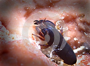 De Man's snapping shrimp