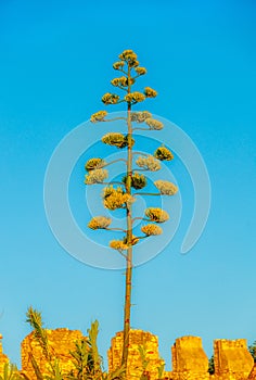 De ondergaande zon kleurt de Agave geel en in contrast met de blauwe lucht een kleurrijk geheel. photo