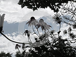 De Saturated Wild Mountain Daisies with Backdrop of Sky and Clouds