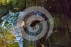 De on some wet wooden planks with wet hairy fur water animal portrait