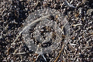 Dead Abstract Fish Bones