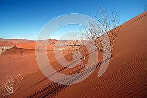 Dead acacia trees at Dead Vlei, Namib desert