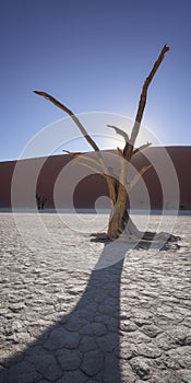 Dead Acacia Trees of Deadvlei in Namib-Naukluft Park, Namibia