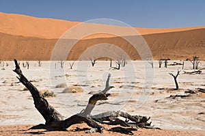 Dead acacia trees in desert
