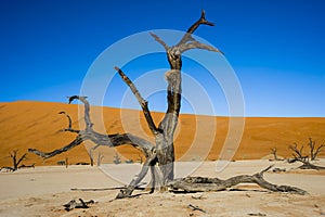 Dead Acacia in the Vlei - Sossusvlei - Namibia