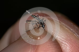 Dead Adult Asian Tiger Mosquito