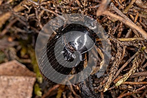 Dead Adult Darkling Beetle