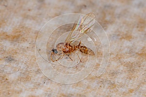 Dead Adult Male Winged Ant