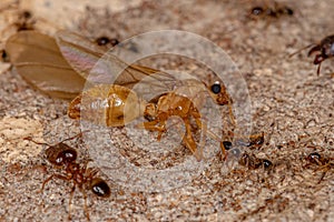 Dead Adult Male Winged Ant