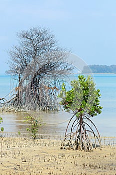 Dead and alive Rhizophora Mangrove Mudflats