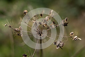 dead ammi majus flowers skeleton during winter time, germany photo