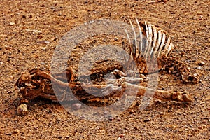 Dead animal in drought