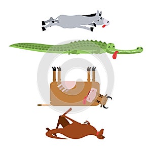 Dead animals set 3. Donkey and crocodile. Cow and kangaroo. animal is death. Corpse of Beast